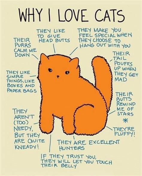 Reasons Why Everyone Could Love Cats Crazy Cats Cute Cats Crazy Cat