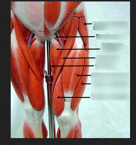 Thigh Muscles Diagram Quizlet