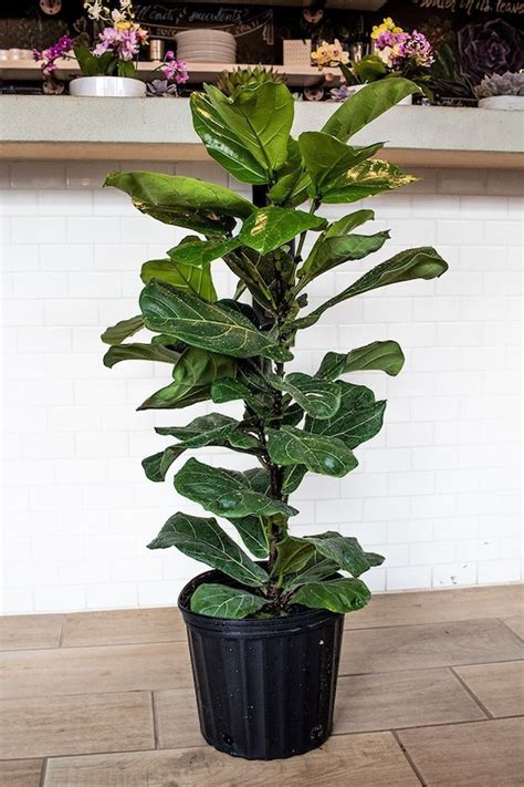large fiddle leaf fig ficus lyrata  perfect trendy etsy