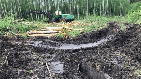 Kahlschlag im Schutzgebiet Wie mächtige Wälder gefällt werden