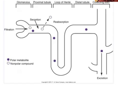 Pharmacology Unit 2 Pharmokinetics And Receptors Flashcards Quizlet