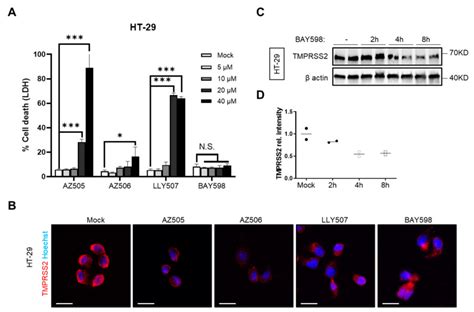 SMYD2 Inhibition Downregulates TMPRSS2 And Decreases SARS CoV 2