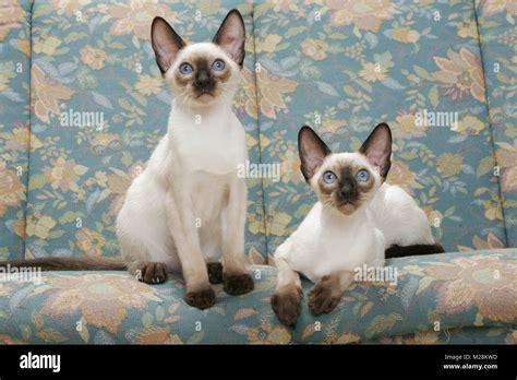 Seal Point Siamese Rats