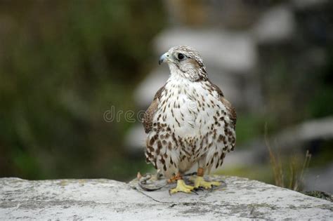 Falcon Stock Photo Image Of Falconer Flight Captured