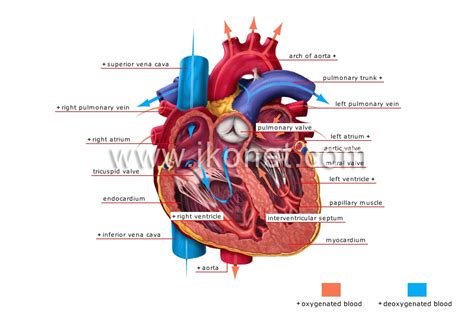 human being > anatomy > blood circulation > heart image - Visual Dictionary