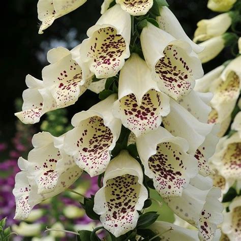 Foxglove Dalmation Cream Biennial Plants Foxglove Foxglove Plant