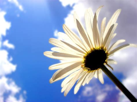 [Pixx] Flowers ดอกไม้แสนสวย HD (^__^) | Dek-D.com