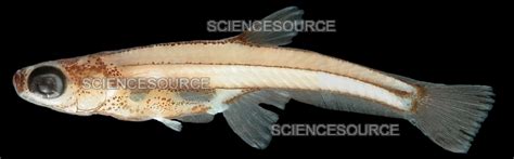 Paedocypris Progenetica Female Stock Image Science Source Images