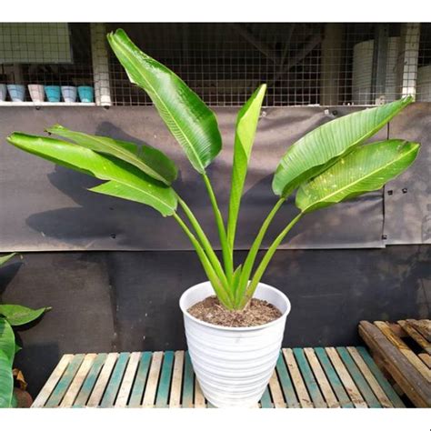 Jual Bibit Tanaman Pisang Kipas Pohon Pisang Kipas Tanaman Indoor