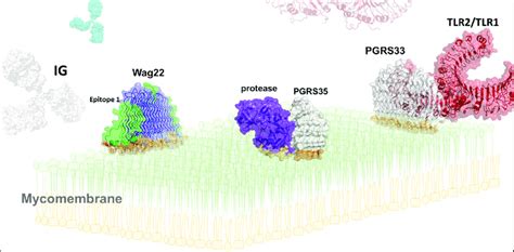 A Speculative Drawing Of PE PGRS33 White 35 White Prune And