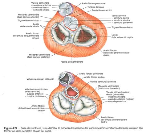 La Struttura Interna Del Cuore Lo Scheletro Fibroso Sintesi Bald