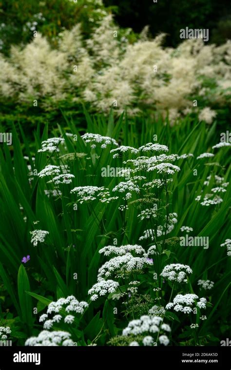 Ammi Majus Queen Annes Lace Hi Res Stock Photography And Images Alamy