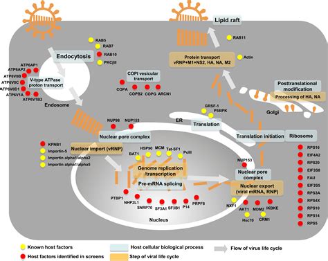 Cellular Networks Involved In The Influenza Virus Life Cycle Cell Host