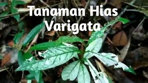 Berburu Tanaman Hias Variegata Harga Mahal Jungle Plants Varigata