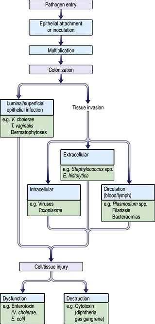 Infectious Diseases Tropical Medicine And Sexually Transmitted Infections Basicmedical Key