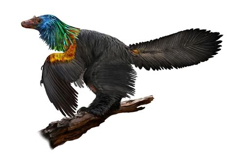 Feathered Dinosaur Shimmered Like a Rainbow, Fossil Reveals - Newsweek