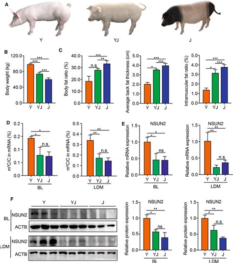 Phenotypes of three pig breeds. A Photos of Yorkshire pigs (Y ...