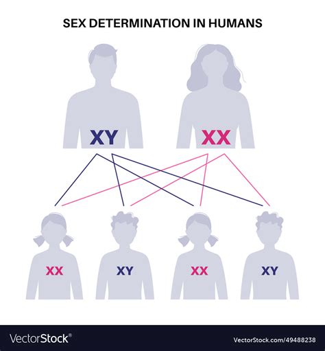 Sex Determination In Humans Royalty Free Vector Image