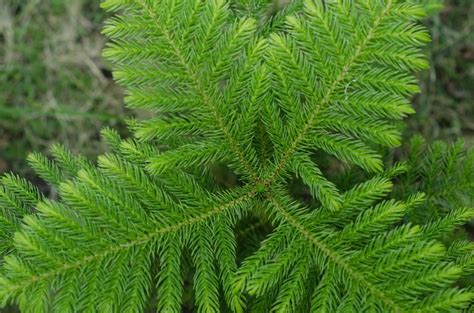 Feeding Norfolk Island Pines How Much Fertilizer Does A Norfolk Island