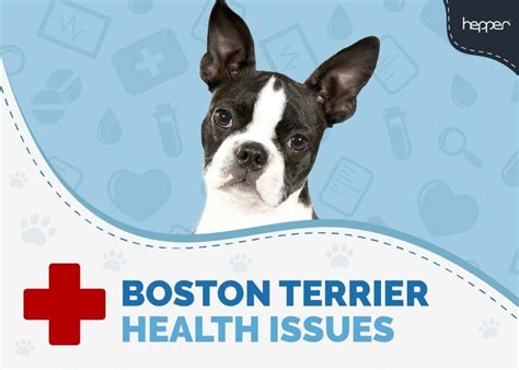 boston terrier health issues  common conditions vet answer hepper