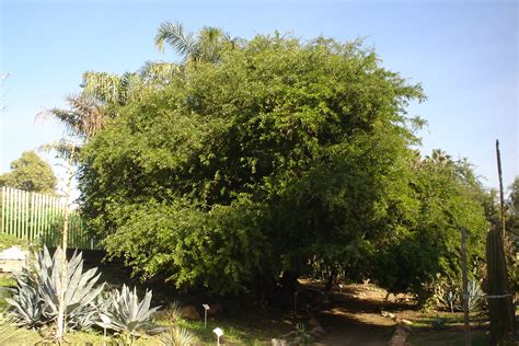 Santuario Ni O Ejercicio Arbol Palo De Tinte Similar M Rtir Que Agradable