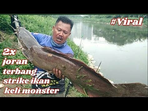 Viral Joran Terbang X Strike Ikan Keli Monster Strike Bertubi