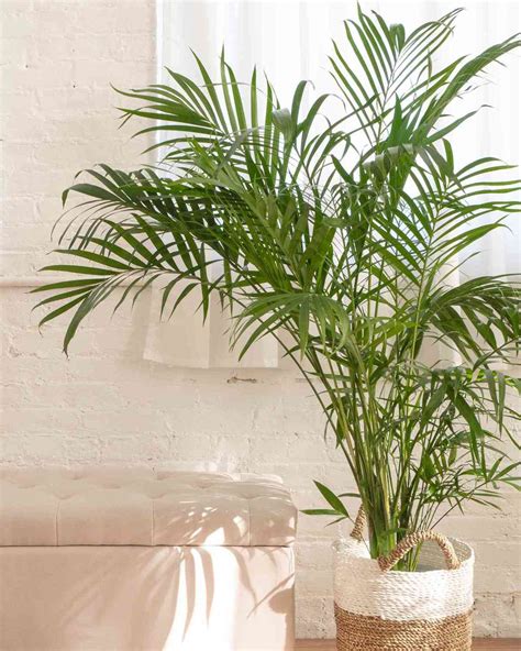 Palm Plant Varieties