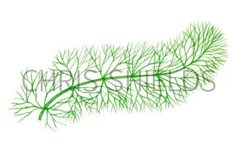 Hornwort Ceratophyllum Submersum BT0121 Illustration Botanical