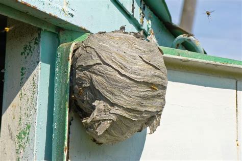 How Much Does Hornet Nest Removal Cost? (2024) - Bob Vila