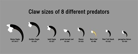 Monster Bird Is One Of The World's Largest Eagles