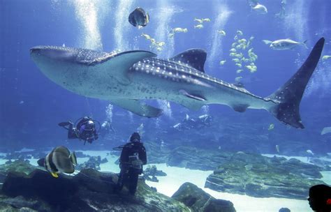 Whale Shark Passes By Boaters Off Ocean City — And They Get The Video