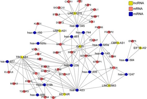 The Long Non Coding Rna Lncrna Mirna Mrna Interaction Network Red