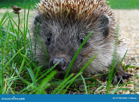 Cute Wild Hedgehog In The Green Grass Background Wallpaper Stock