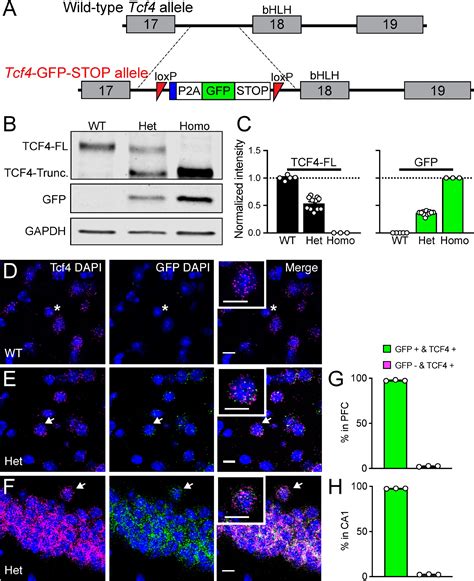 Frontiers Region And Cell Type Distribution Of TCF4 In The Postnatal