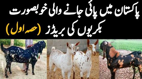 Beautiful Goat Breeds Of Pakistan Part Famous Goat Breeds For