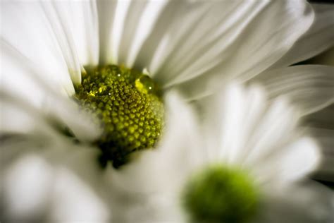 Daisies Smithsonian Photo Contest Smithsonian Magazine