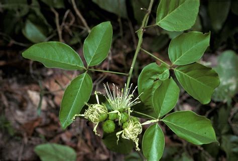 Crateva Religiosa G Forst March Dalur World Flora Pl NtNet Identify