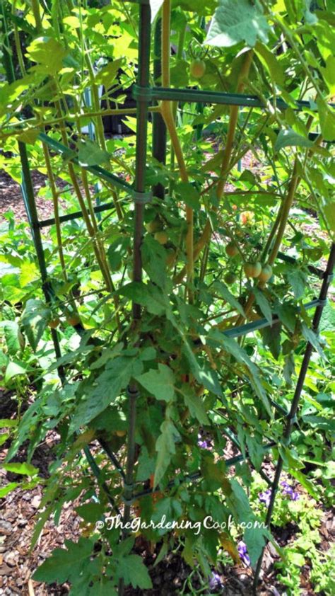 Growing Determinate Tomato Plants Perfect For Containers