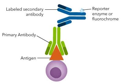 Secondary Antibodies - Increase Assay Sensitivity