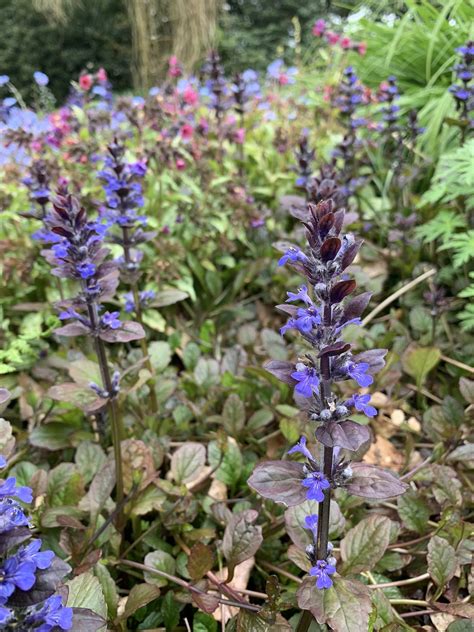 Ajuga Reptans Catlins Giant Beth Chattos Plants And Gardens