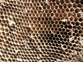 Honeycomb Free Photo Download Freeimages