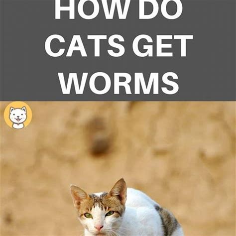 What Causes Indoor Cats To Get Worms DIY Seattle