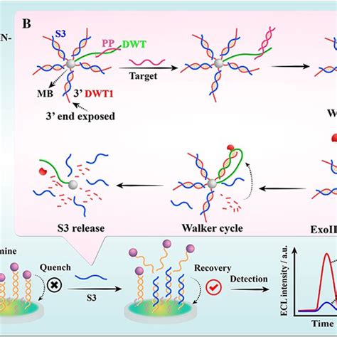 Schematic Diagram Of Detection Of B Pseudomallei By Co Mof Aunp Abei Download Scientific