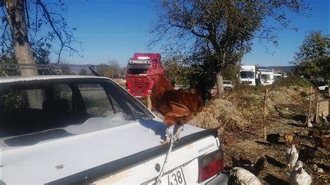 KASTAMONU TAŞKÖPRÜ TAVUK PAZARI FERİKLER GELMİŞ GÜNCEL FİYATLAR YouTube