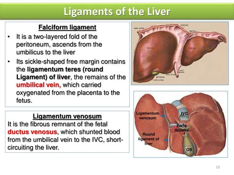 PPT - Liver & Spleen PowerPoint Presentation, free download - ID:1904981