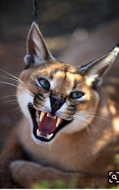 Ideias De Gato Caracal Gato Selvagem Pernas Longas Sia Menor