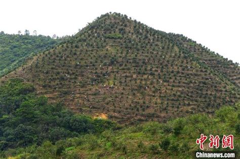 广东油茶种植面积超263万亩 喜迎丰收季凤凰网广东凤凰网