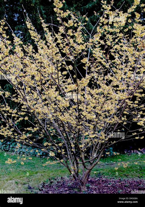 Hamamelis X Intermedia Arnolds Promise Stock Photo Alamy