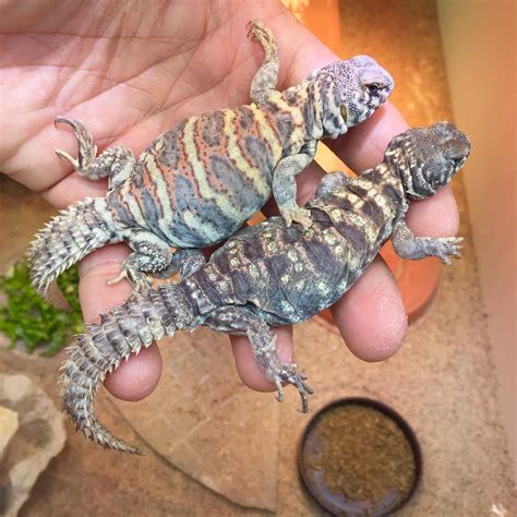 Ornate Uromastyx V Reptiles