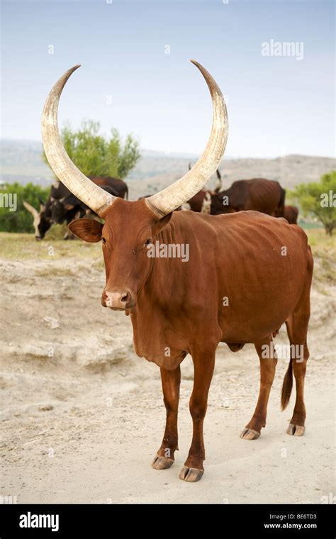 Ankole Cow In Western Uganda Stock Photo Alamy